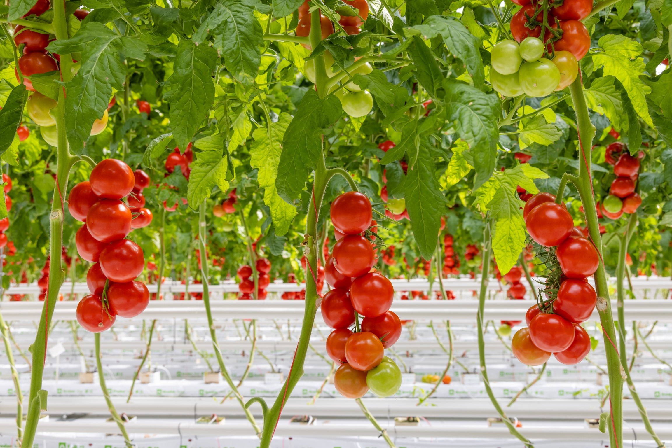 Aanpassing toetsen tomaten- en paprikazaad voor Australische markt