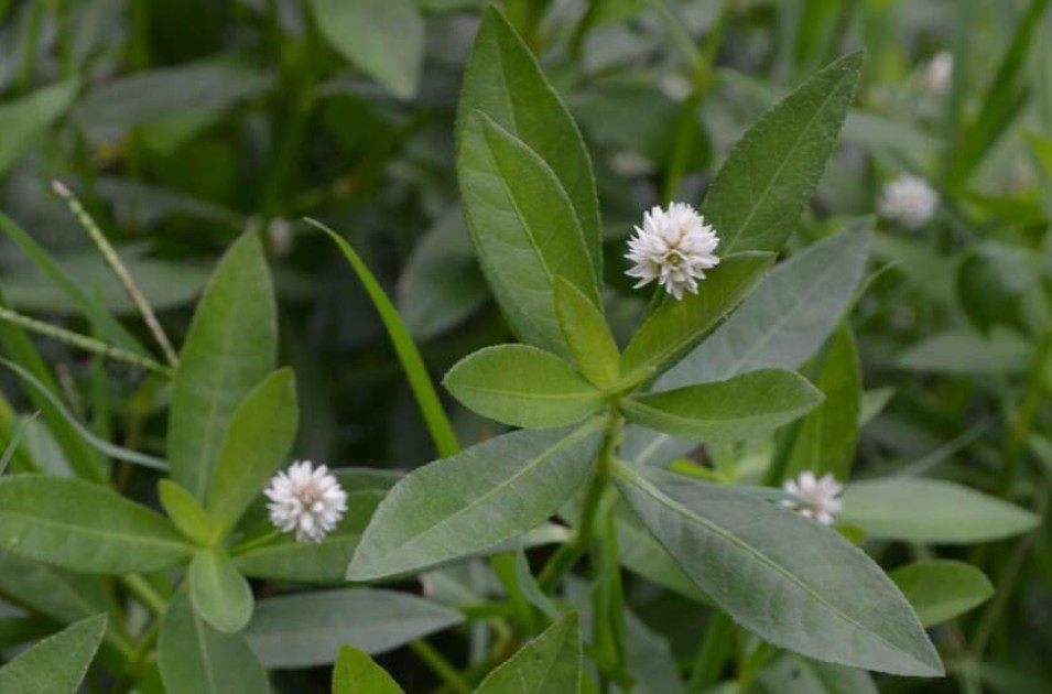 Alligatorkruid: smalle groene bladeren met een wit bolvorming bloemetje